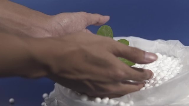 Male hands carry green leaves plant away from on white polystyrene foam beads ball droped from Styrofoam machine, world become global warming from chemical waste product concept 