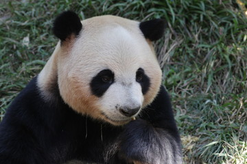 Fototapeta premium One of Triplet Panda in Chimelong Safari, Guangzhou, China