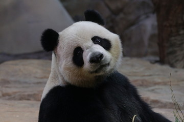 Close up Funny Acting of Giant Panda while eating bamboo, China
