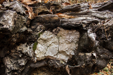 beautiful dry log closeup