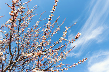 Beautiful organic natural blooming apricot tree branches against blue clear sky background on bright sunny day. Spring blossoming flower nature scene. Agricultural orchard garden