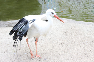 Stork spread its beautiful white wings