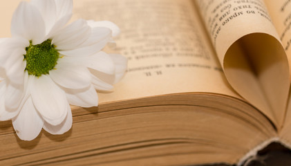 Fototapeta na wymiar open book with white chrysanthemum on the table