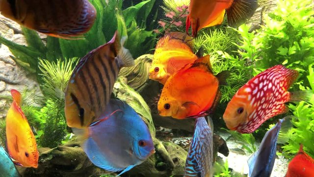 Diskusfische Im Aquarium sind Diskusfische Buntbarsche
