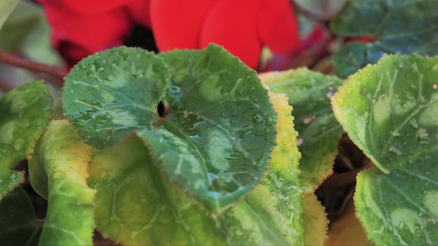 macro de gota de agua cayendo en c&aacute;mara lenta de una hojas verde con p&eacute;talos rojos de fondo 