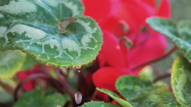macro de gota de agua cayendo en c&aacute;mara lenta de una hoja verde con p&eacute;talos rojos de fondo en planta de maceta