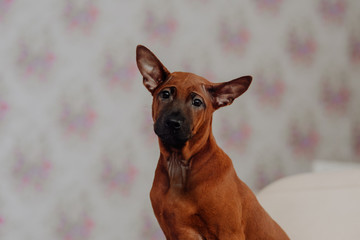 Thai ridgeback puppy in white home