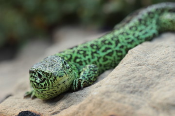 Männliche  Zauneidechse  während der Paarungszeit