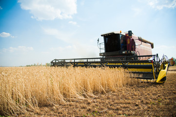 Obraz premium Combine harvesters in a field of wheat