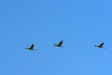 Grullas volando