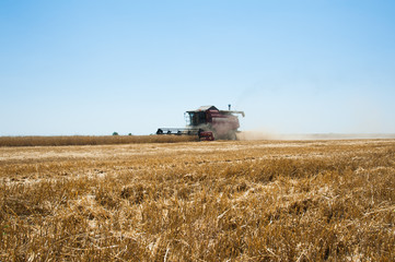 Fototapeta na wymiar Combine harvesters in a field of wheat