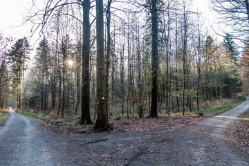 Sonnenstrahlen scheinen auf Waldweg