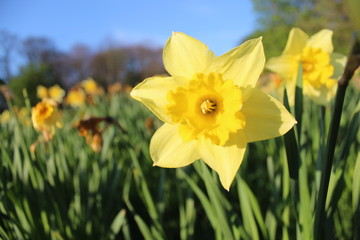 Yellow daffodil close up