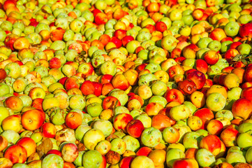 Ripe apples being processed and transported in an industrial production facility