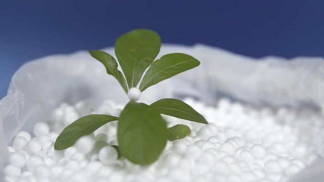 Green leaves plant grow on white polystyrene foam beads ball droped from Styrofoam machine, world become global warming from chemical waste product concept 
