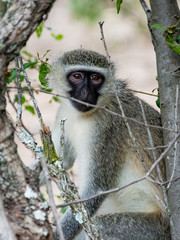 Vervet Monkey