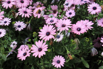 Close up view of beautiful purple flower  in blossom with blurred background