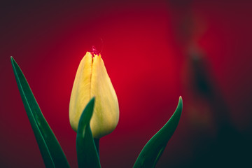 Yellow tulip on a red background. Spring garden, floral background