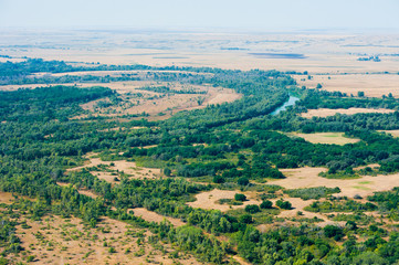 Aerial view of forest during