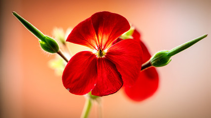 Red flower on pink background. Spring garden, floral background