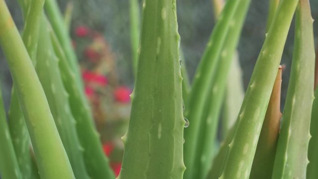 Gotas de agua vista macro sobre espinas de aloe vera en c&aacute;mara lenta