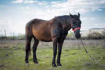 horse on the field. Horse that farmers use in agricultural work
