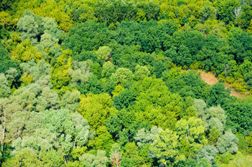 Naklejka premium Aerial view of forest during