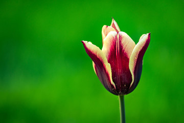 Red and yellow tulip closeup. Spring garden, floral background 