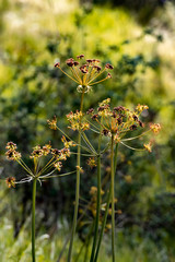 Spring Shoots
