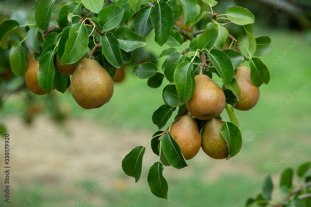 Wall mural Fresh and juicy organic golden pears hanging on a tree.