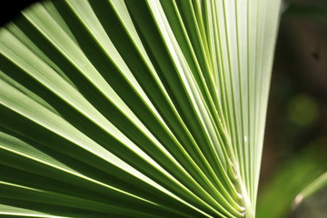 beautiful Composition of Shade and Shadow on Palm Leaf