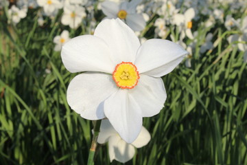 Obraz premium White daffodil close up