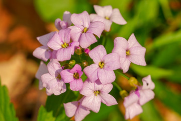 Beautiful pink flower in spring.