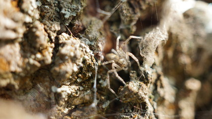 Nature near lake at Kuban River, russia