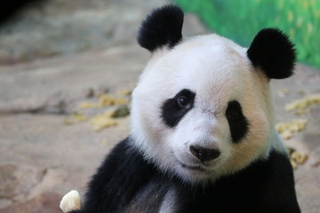 Sweet Fluffy Face of Giant Panda