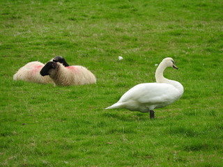 Belle campagne irlandaise avec animaux