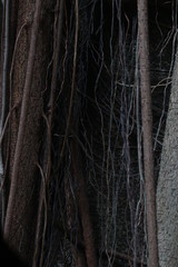 Close up Roots of the Big Tree