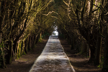 Tree path