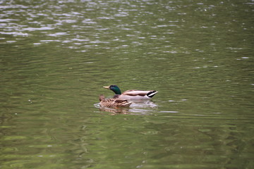 beautiful duck floating on the a lake surface in Chengdu