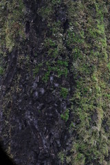moss covered rock
