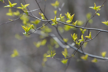 Young tree leaf and bud. New spring foliage appearing on branches. Tree or bush releasing buds. Seasonal forest background.