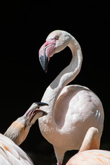 Rosaflamingo, Rosa Flamingo, Phoenicopterus roseus