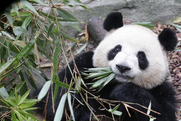 Obraz na płótnie Canvas Close up Funny pose of Female panda while Eating Bamboo. China