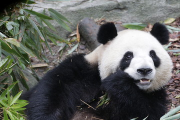 Obraz na płótnie Canvas Sweet Panda is eating Bamboo leaves, China