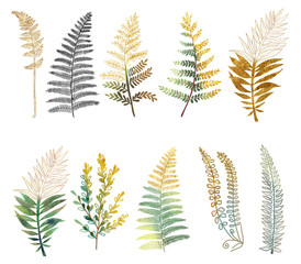 Collection of hand drawn sunny fern branches, isolated fern leaves on white background, golden and green leaves of tropical plants