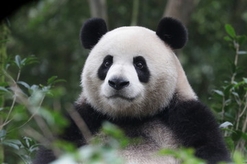 Obraz na płótnie Canvas Funny Giant Panda, Da-Ni, is posing his cool action , China
