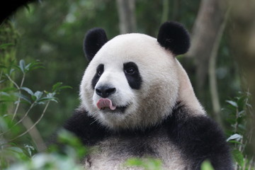 Fototapeta premium Funny Panda , Da-Ni, is Sticking out his Tongue, China