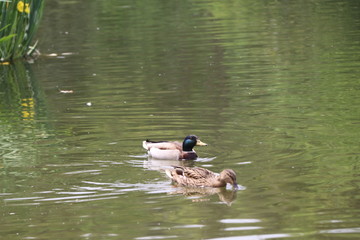 beautiful duck floating on the a lake surface in Chengdu