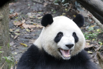 Naklejka na ściany i meble Sweet Smile from Happy Female Panda, Mei Lan, China