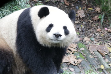 Obraz na płótnie Canvas Cute Giant Panda is Sending a Sweet Smile 
